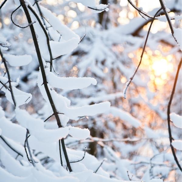 Winter Scene - escalla newsletter